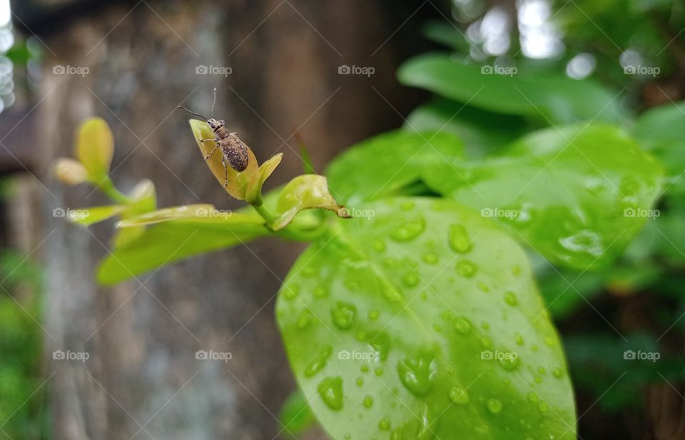 weevil beetle in leaf beautiful water drops