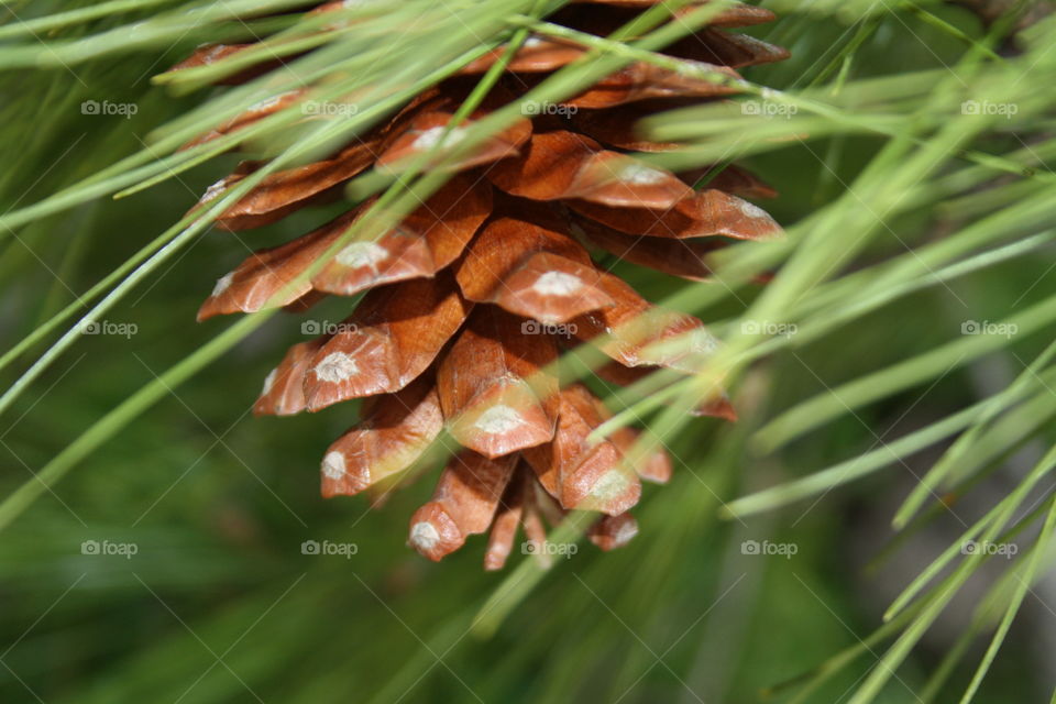 Pine cone