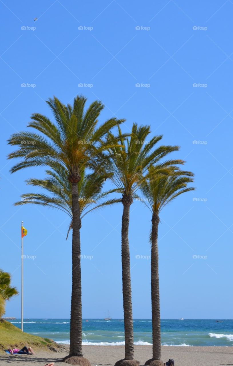 palm trees