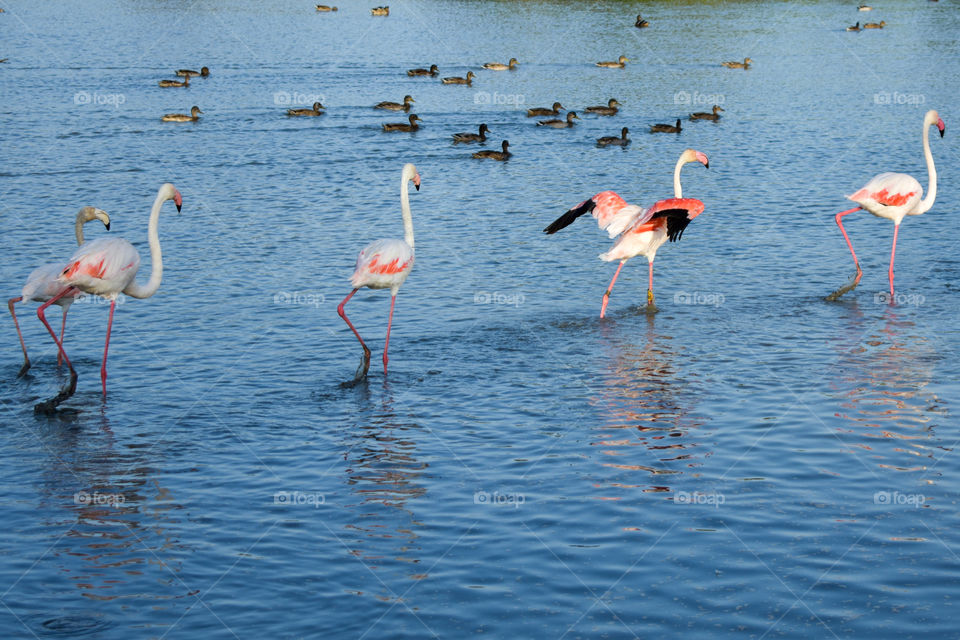 flamingos in a row