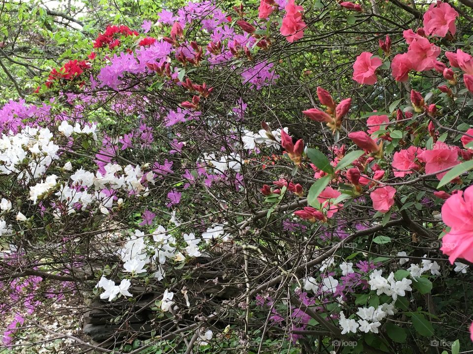 Pink, white, red, and salmon azalea 