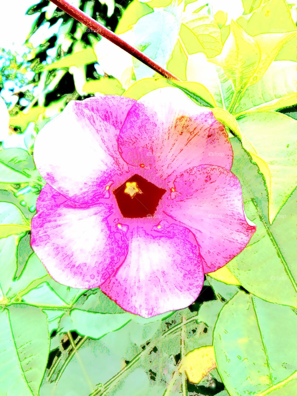 Crayon drawing of bright pink flower in tropical surrounding,
Mindoro, Island of Philippines