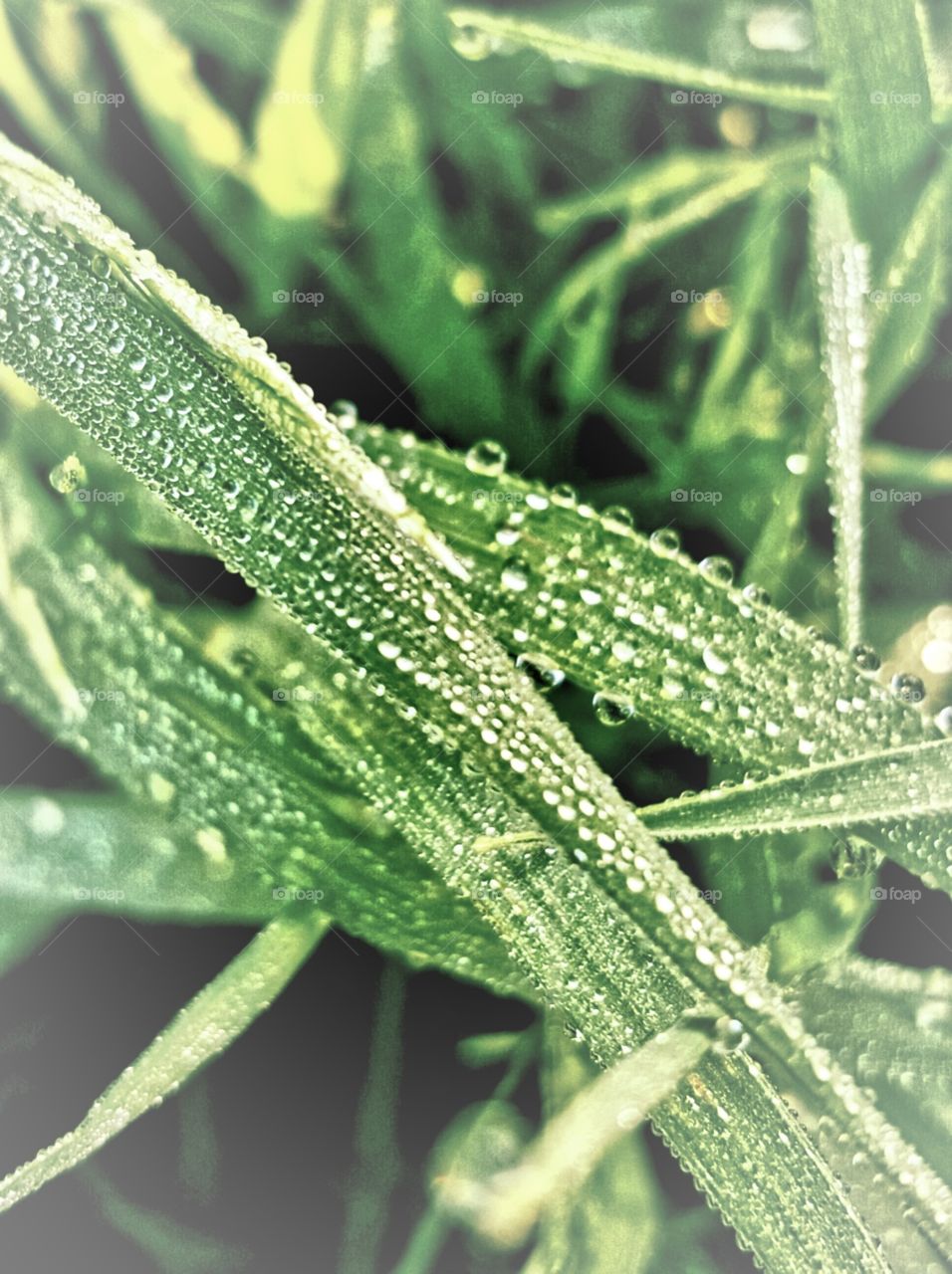 dew on grass