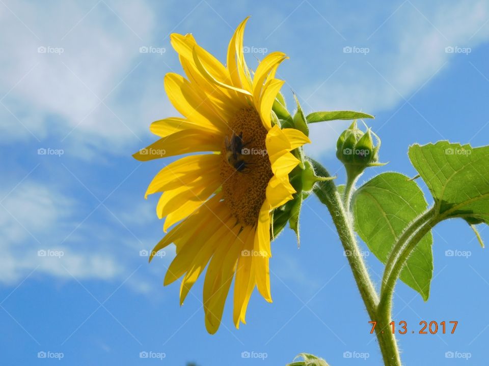 summer sunflower bees