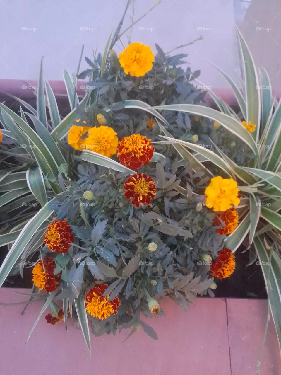 Yellow marigold