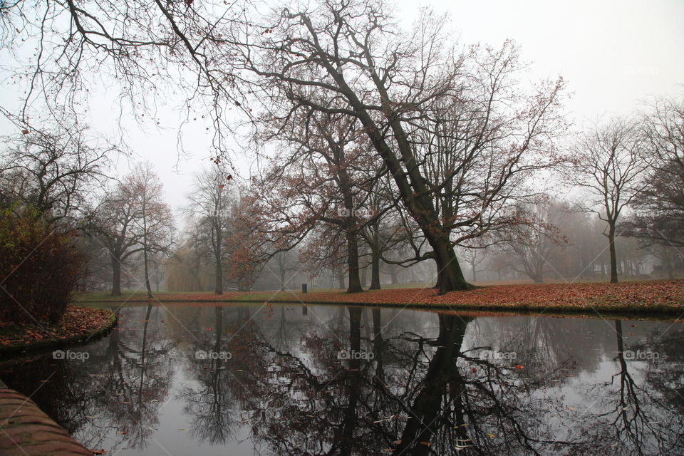 foggy morning and dense garden