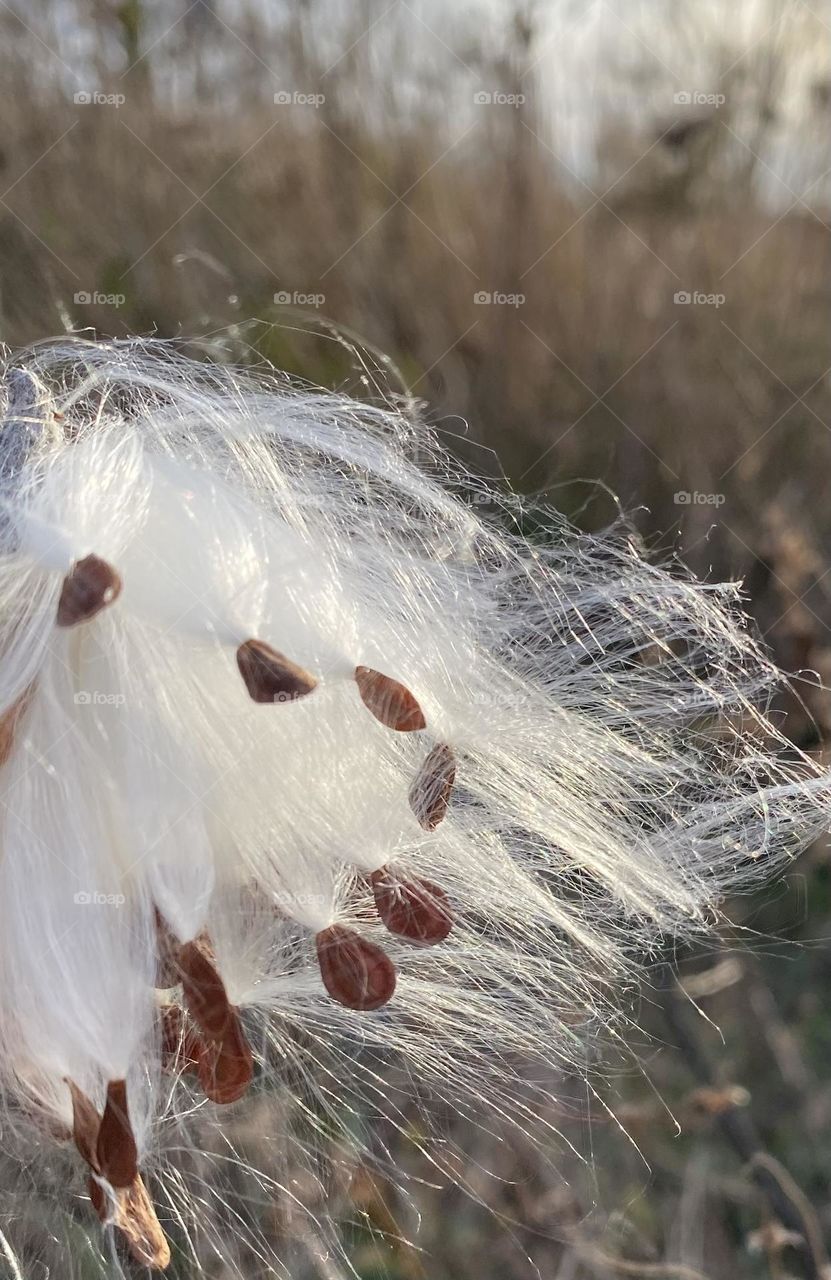 Milkweed seeds getting ready to fly away 