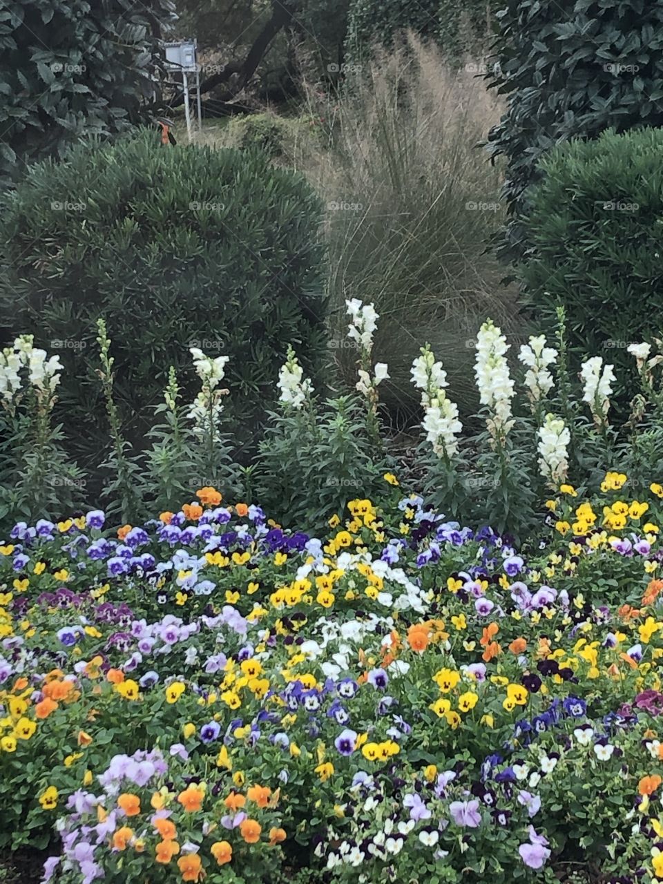 Beautiful flowers of many colors in a garden that brings joy to your soul. 