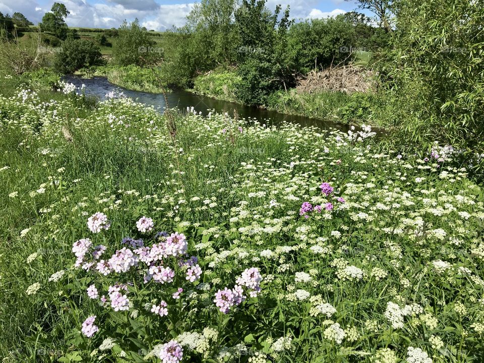 Wild flowers growing in abundance down by the riverbank ...