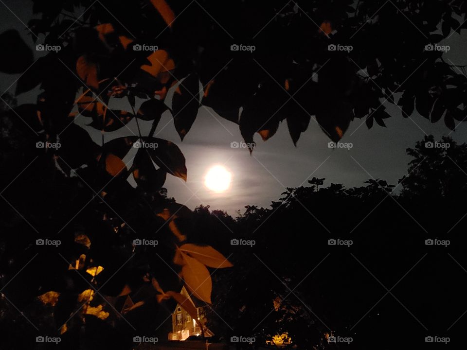 Full moon and leaves