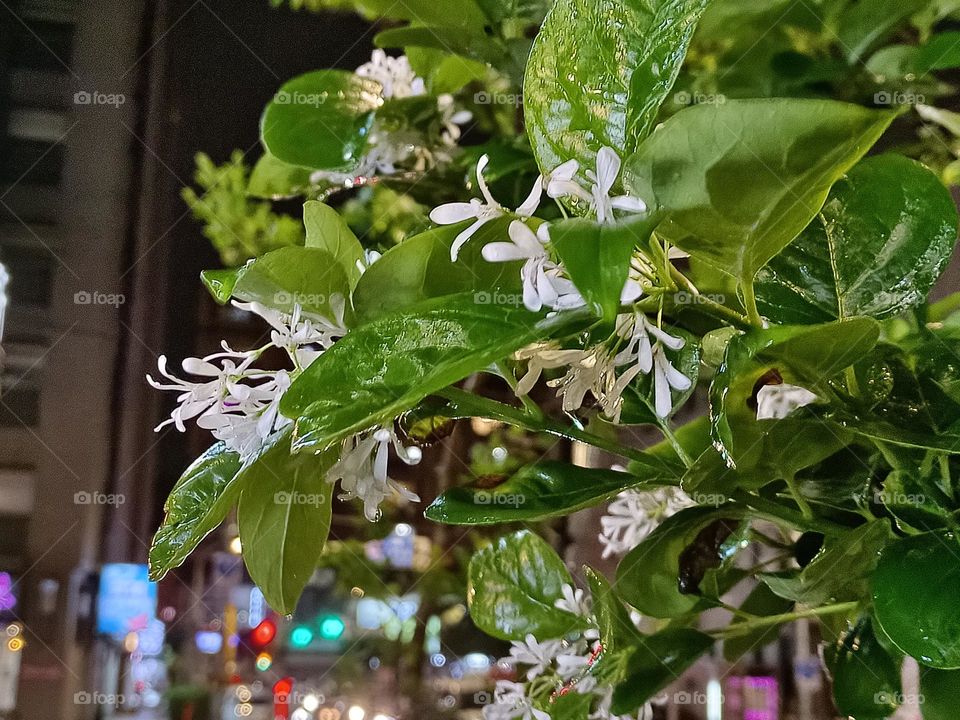 Chinese Fringe-tree in the rain