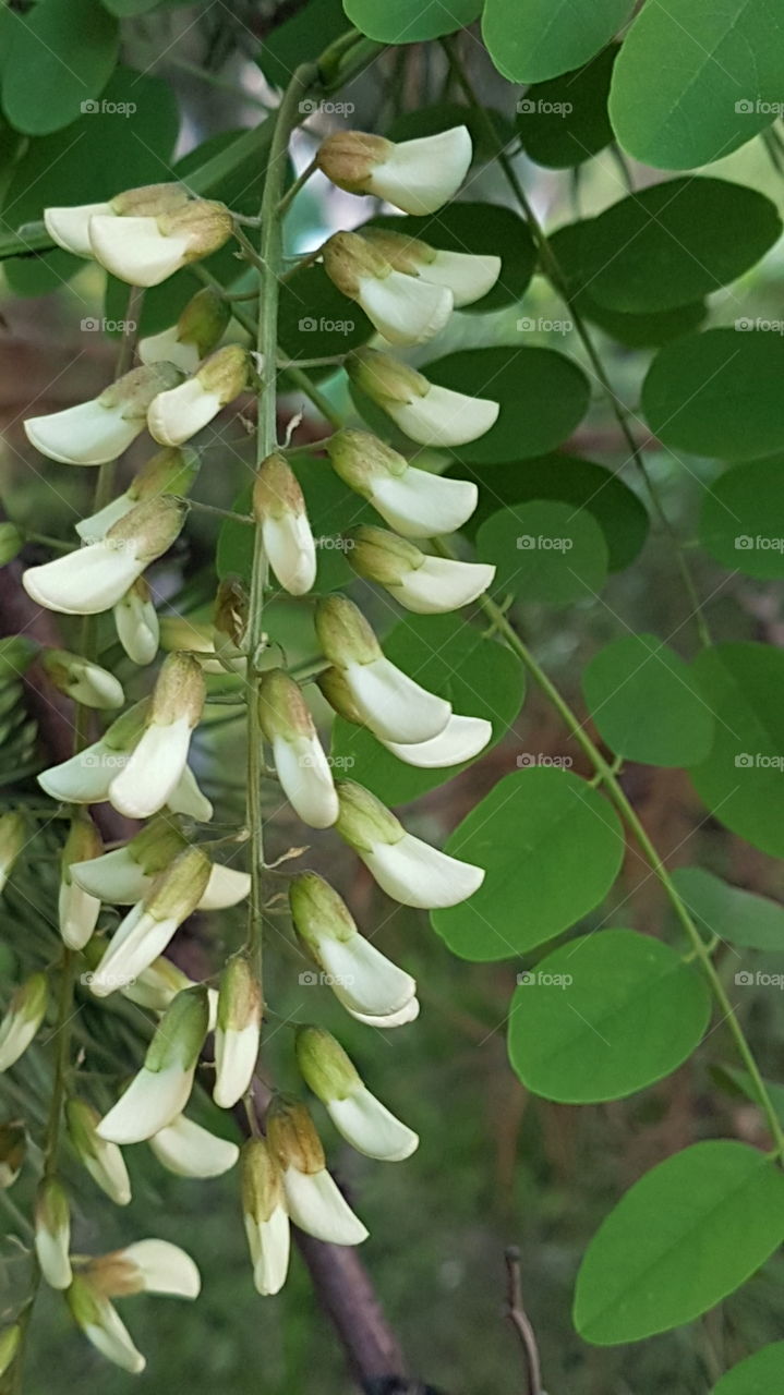 acacia flower buds