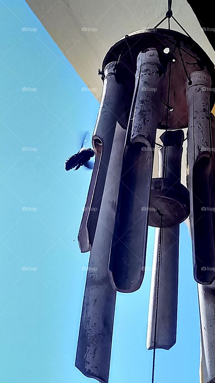 Abejorro negro en tubos