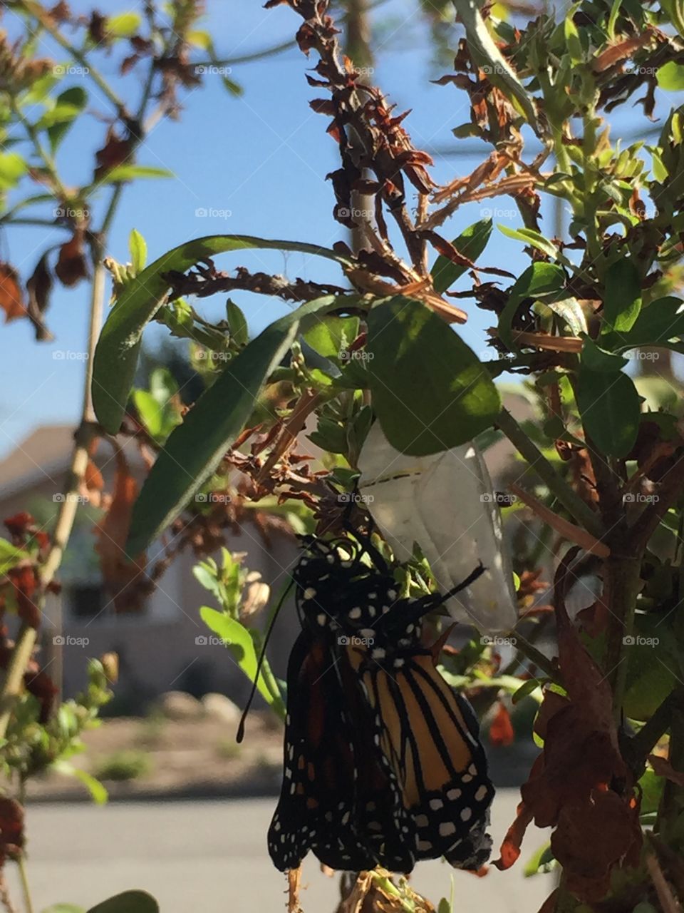 Brand new monarch butterfly 