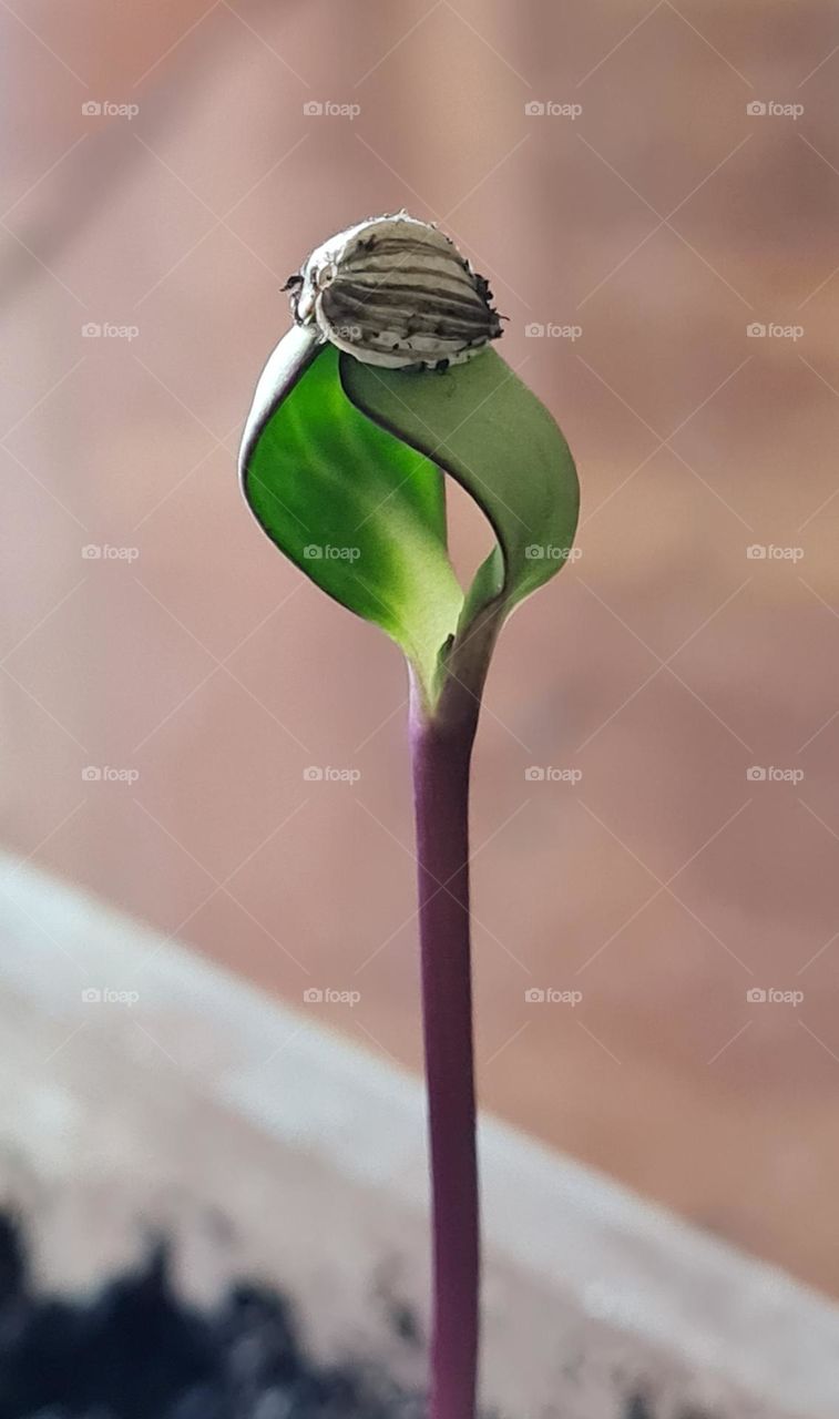 The birth of a sunflower