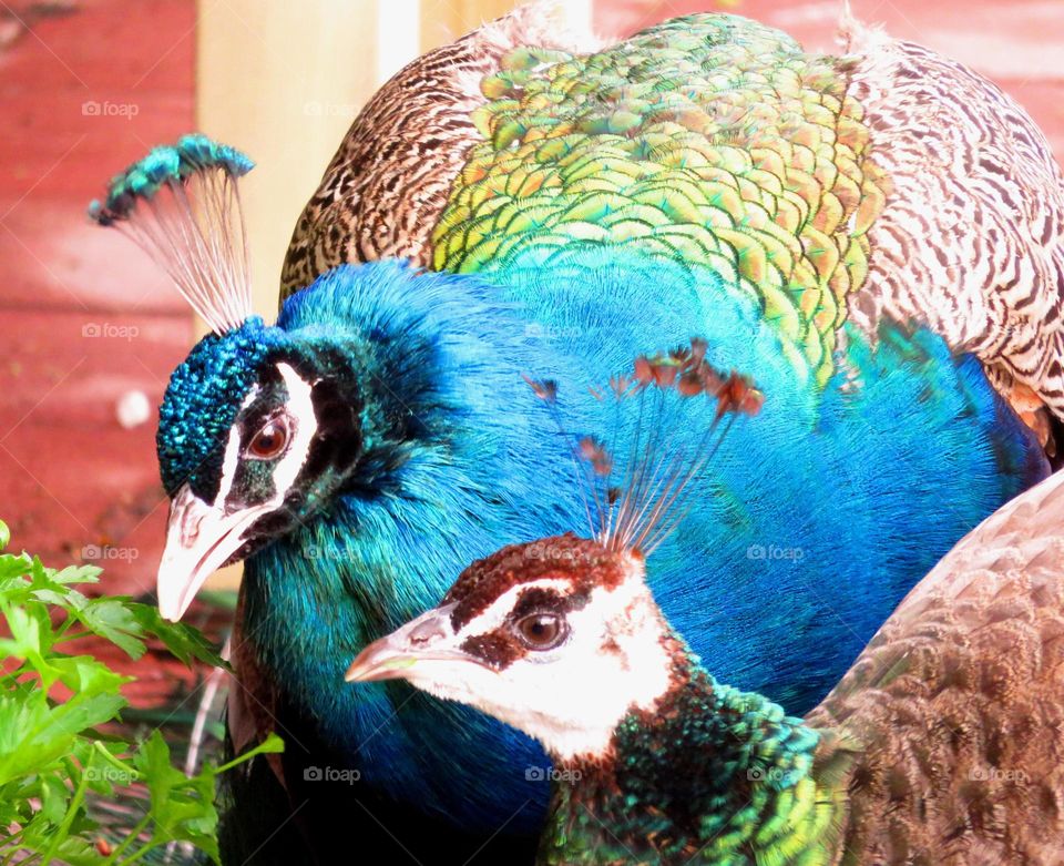 Mr and Mrs Peacock