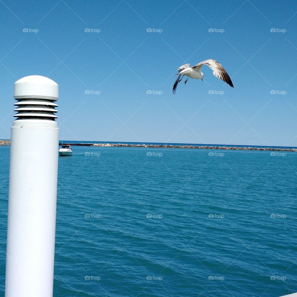 seagull flying away