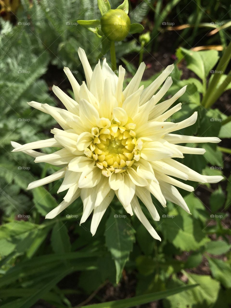 Dahlia