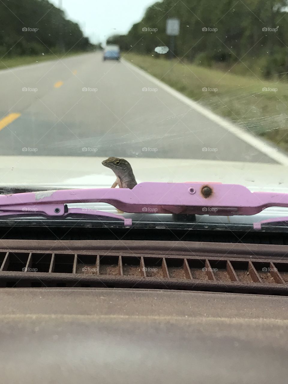 Hitchhiking lizard on the hood of my car