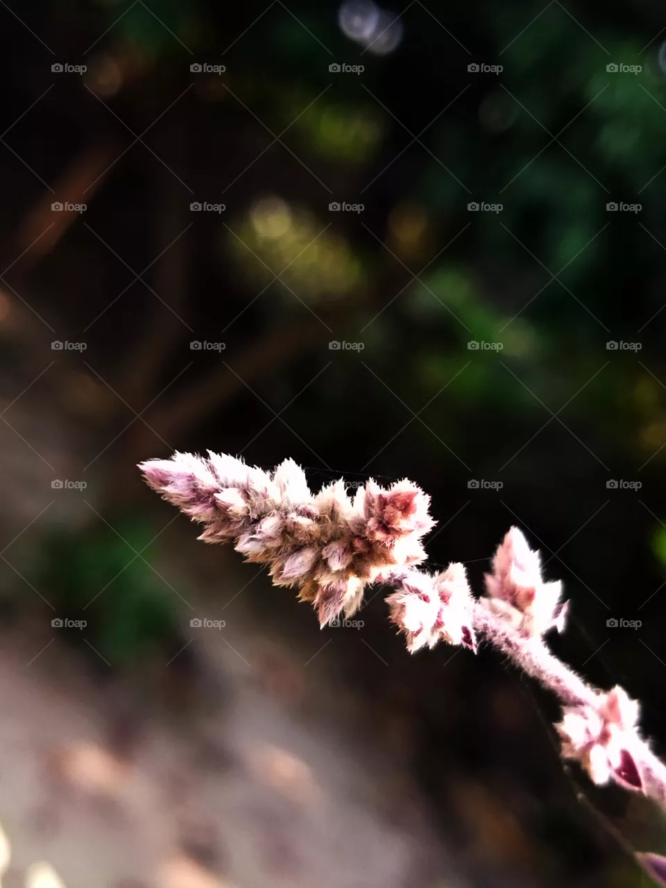 macro photography of flower