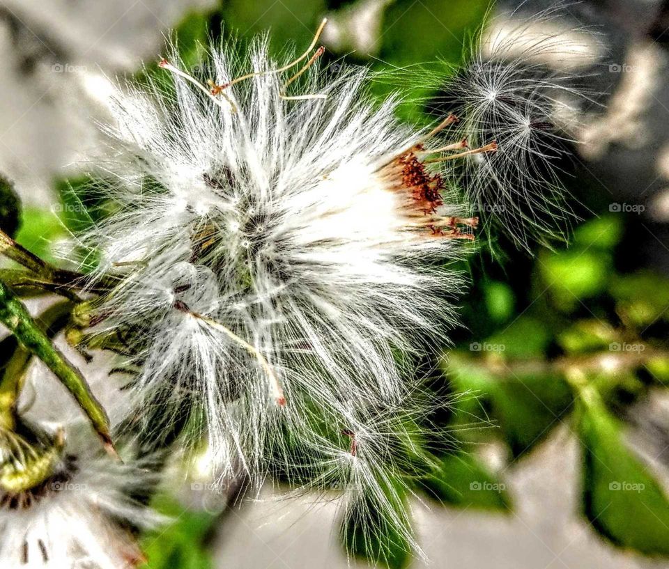 The Brasilian fireweed's seeds in the wild,
that white and downy seeds were flying in the air with lightness and looks dedicate and beautiful.