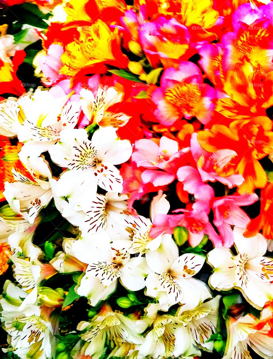 Flower, Nature, Floral, Flora, Summer