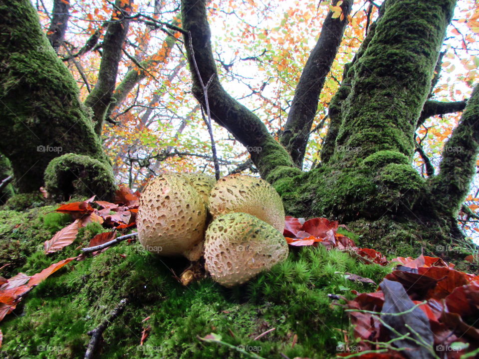 these common earthballs were big enough and round enough to substitute for a tennis ball, were they strong enough