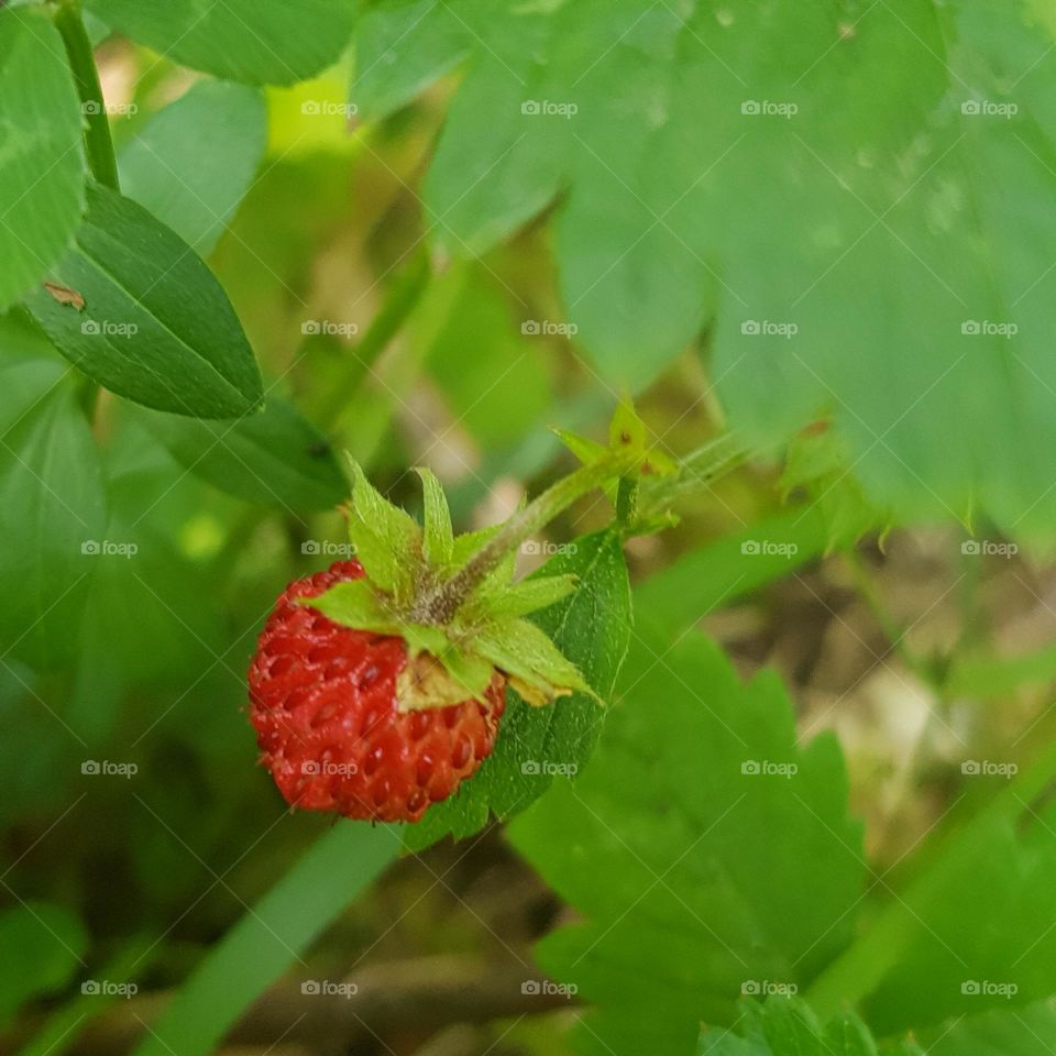 Fraise des bois