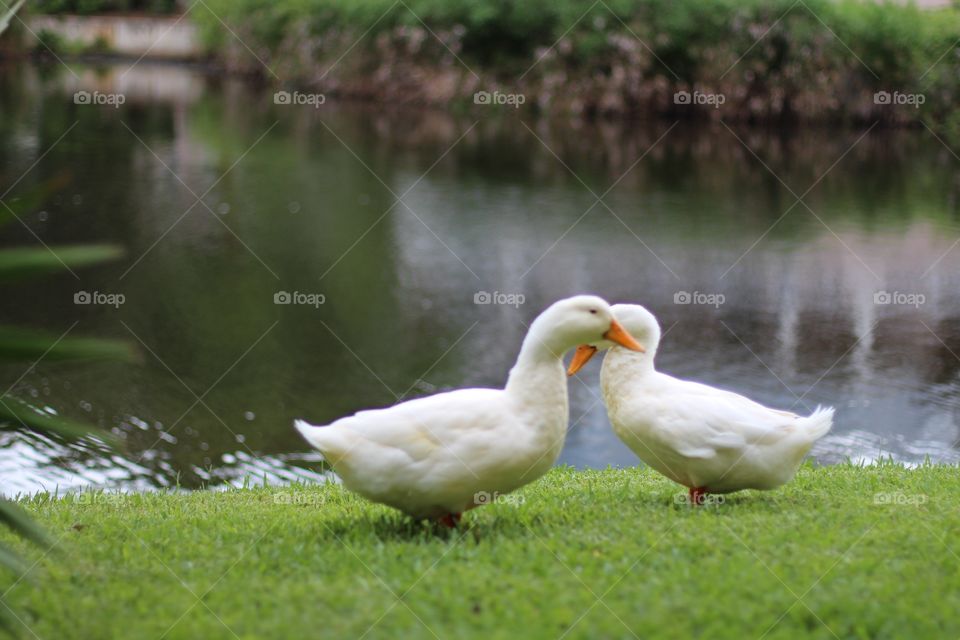 I Heart Quacks