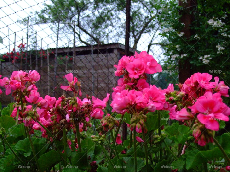 geraniums