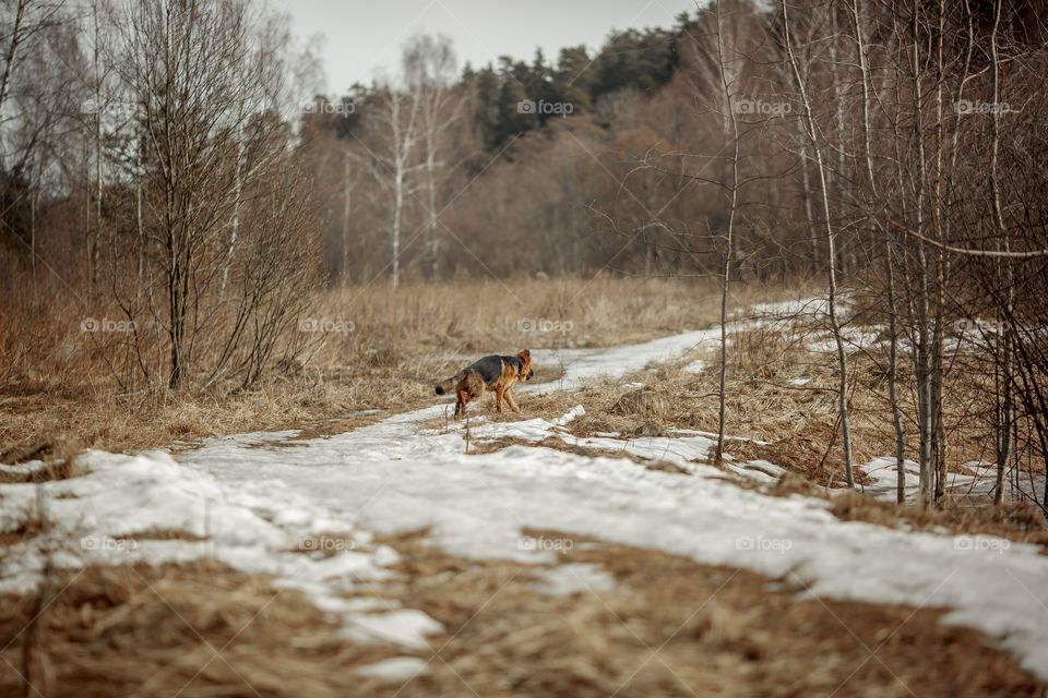 German shepherd 7-th months old puppy in a spring forest at sunny day