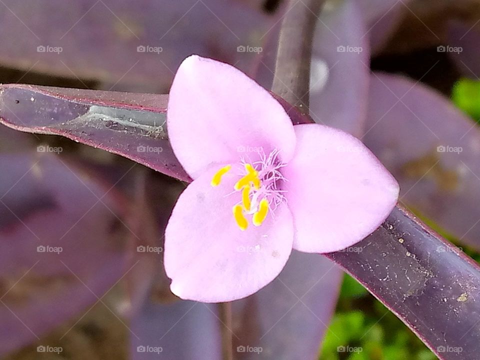 Purple is my favorite color