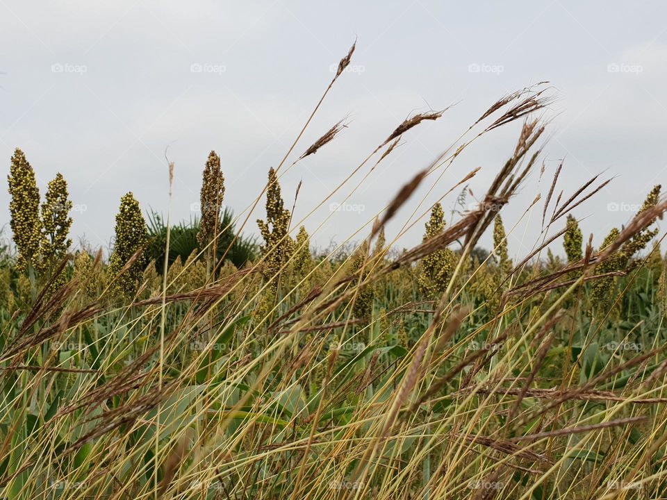 Jowar plantation field