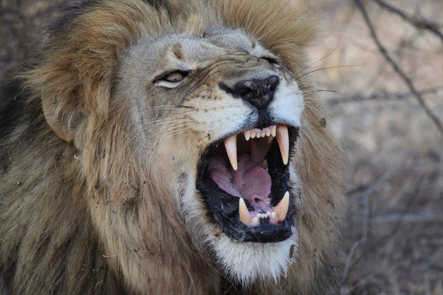angry animals lion safari by ink164