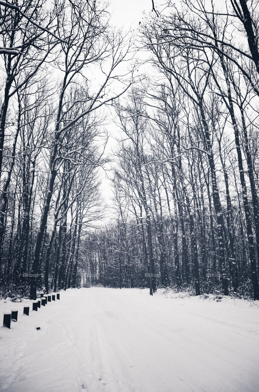 Snowy road through the woods. A magneficent ride and even more magneficent view. 