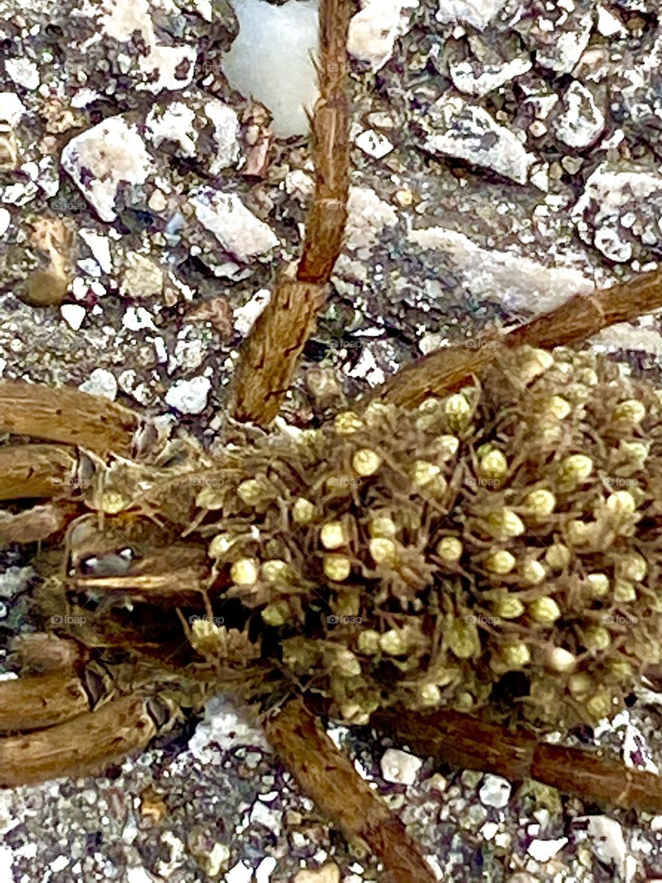 Baby spiders on mother spider’s back