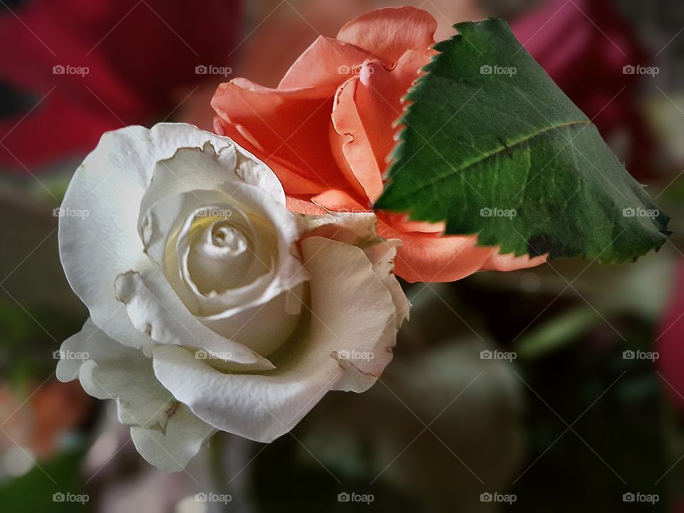 closeup of a rose
