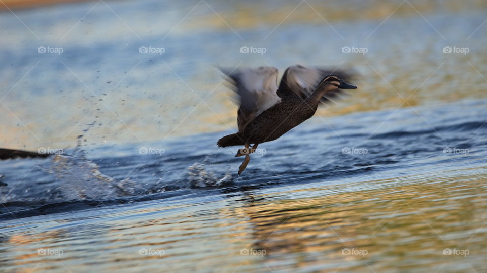 Australian Wood Duck taking flight at sunset