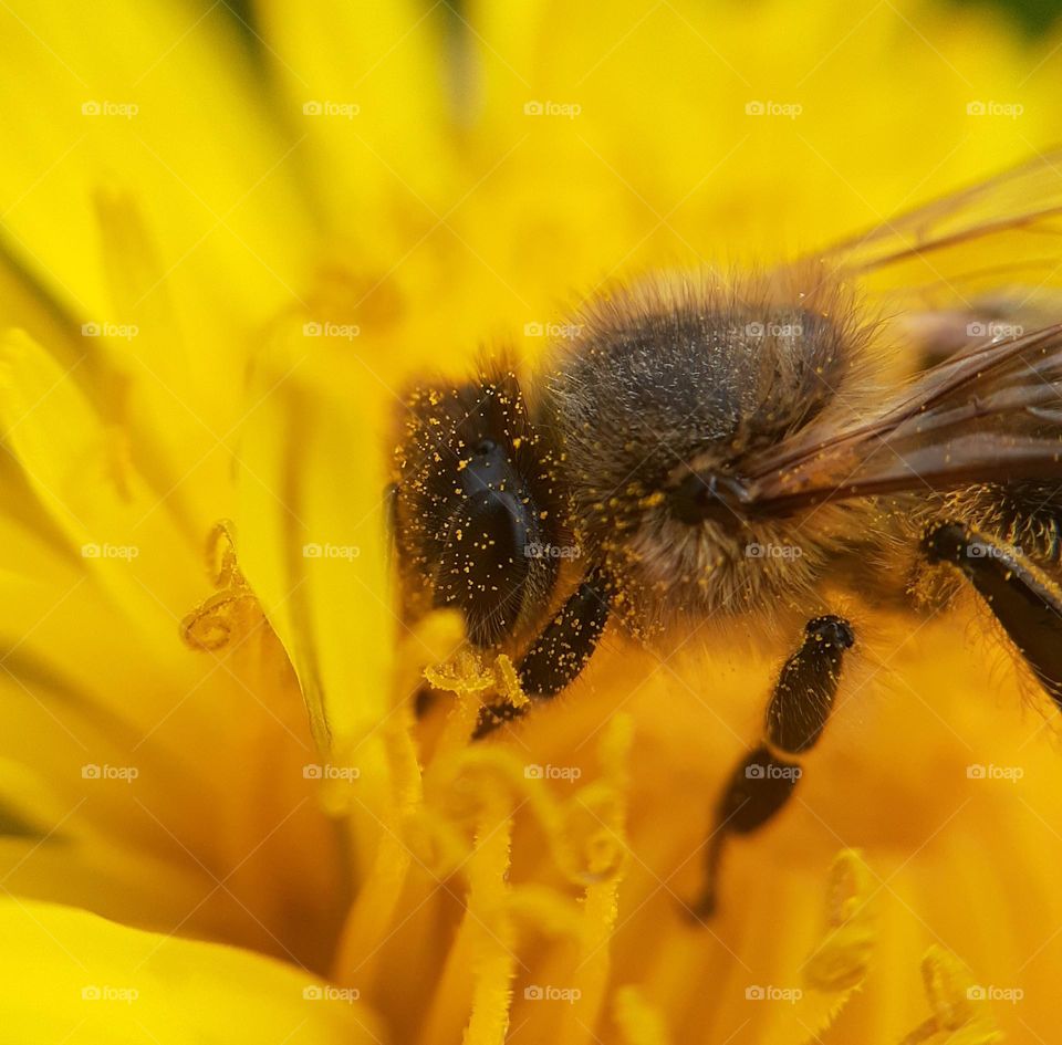 macro photo of a worker bee covered in pollen, pollinating flowers and collecting nectar for future honey