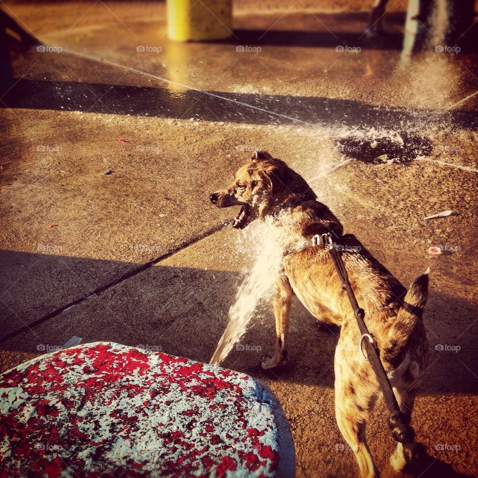 Dog and water hose