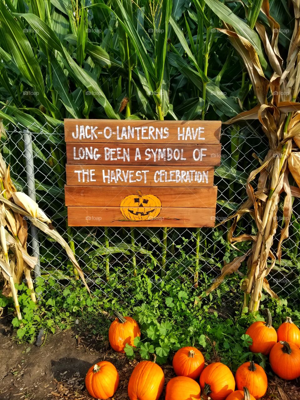 Jack-o-lanterns symbol of harvest celebration