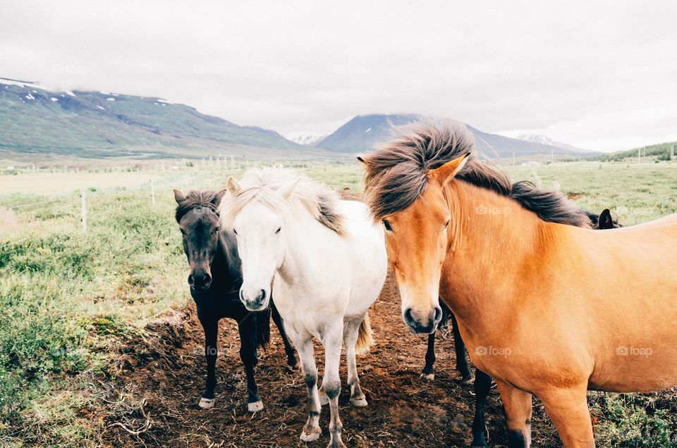 Beautiful Horses in the field.  All proceeds go towards the conservation of endangered species.