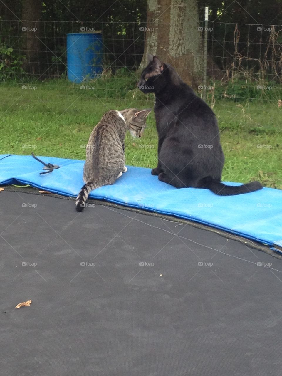 Two Scheming Cats on a Trampoline