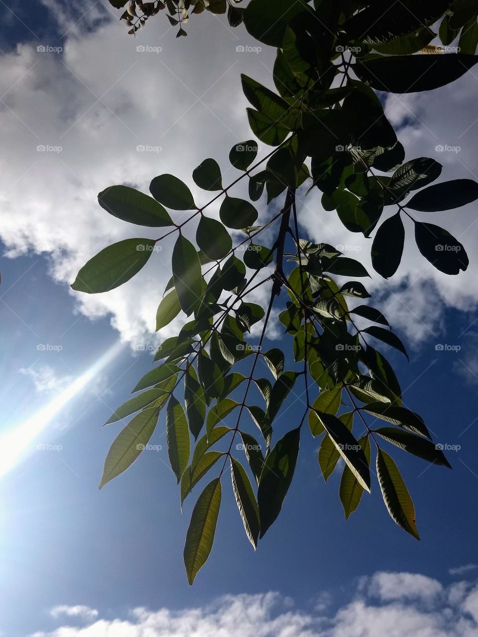 leaves, blue sky, clouds and raylight