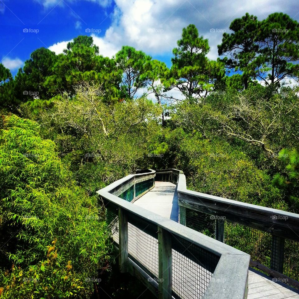 Dune Boardwalk Forest 