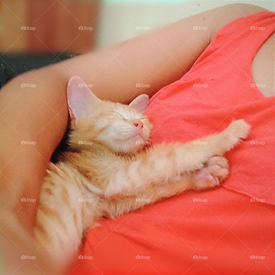 Sleeping kitten...
