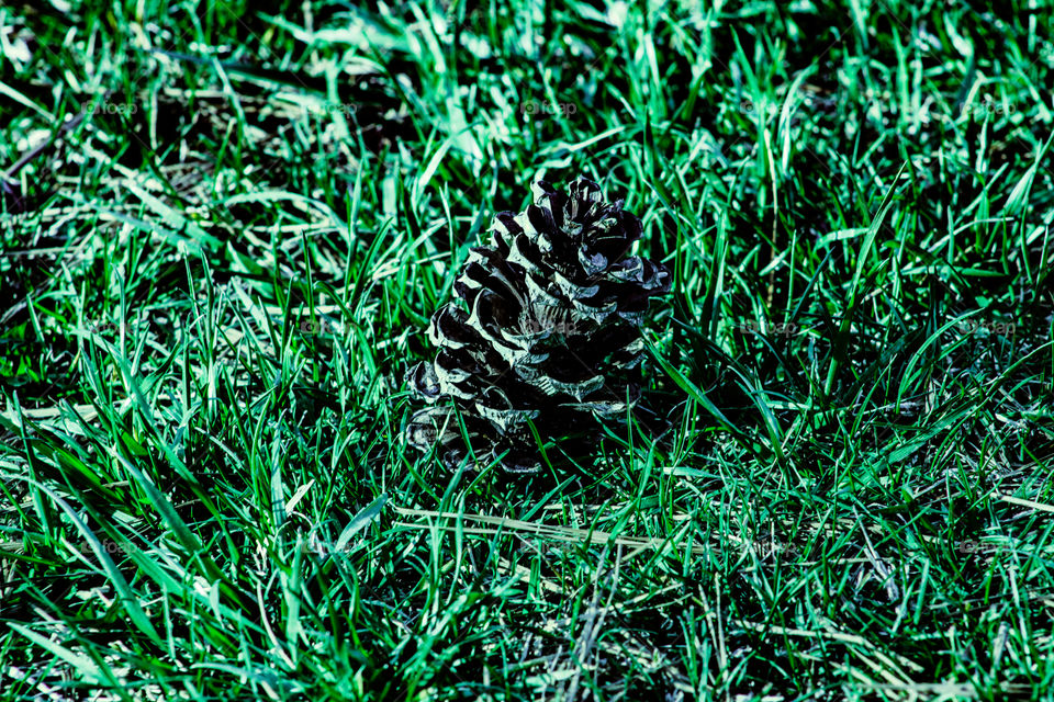 pinecone