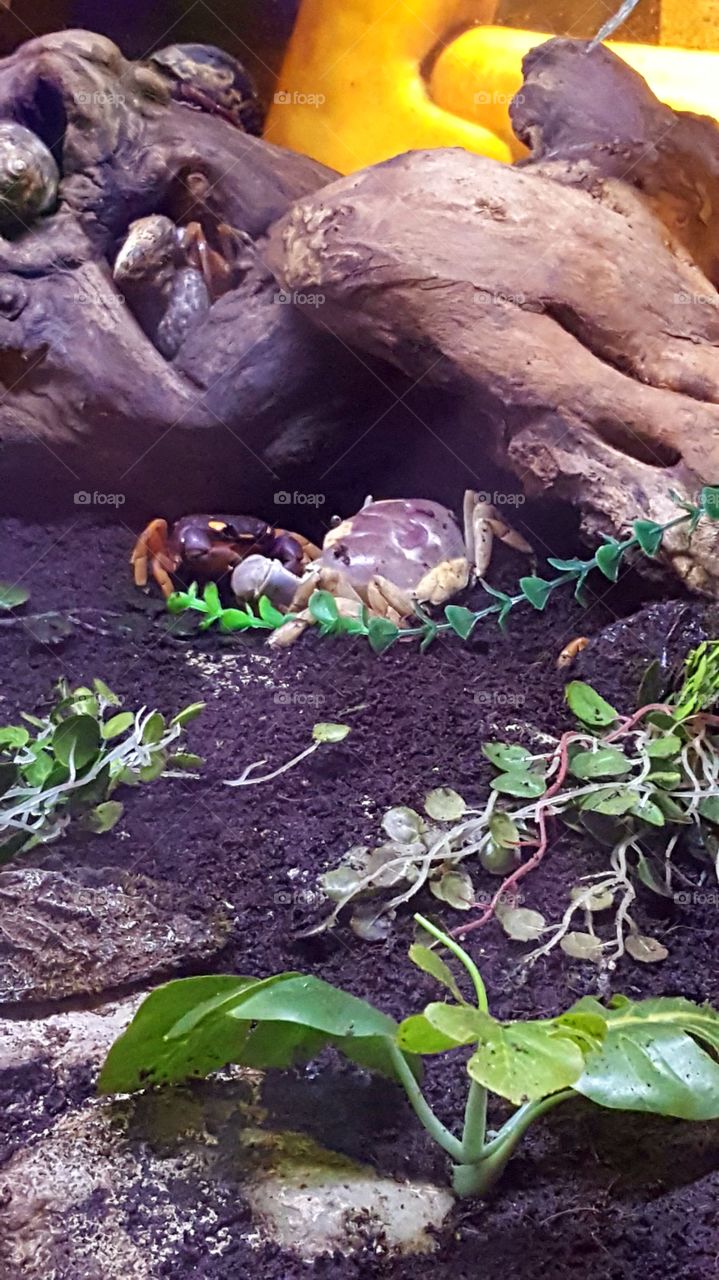 Just a couple of crabs hanging out!