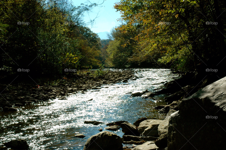 gatlinburg tennessee nature outdoors tree by refocusphoto