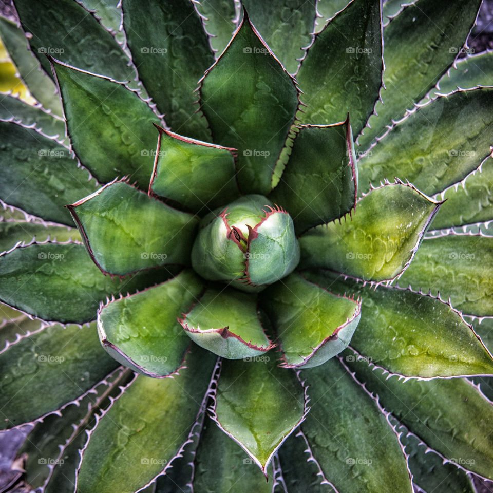 High angle view of cactus leafs